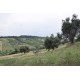 Properties for Sale_FARMHOUSE TO BE RENOVATED WITH LAND FOR SALE IN LAPEDONA, SURROUNDED BY SWEET HILLS IN THE MARCHE province in the province of Fermo in the Marche region in Italy in Le Marche_20